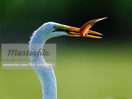 Great Egret with Fish in Beak