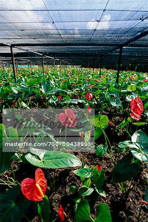 Anthurium Flowers in Greenhouse