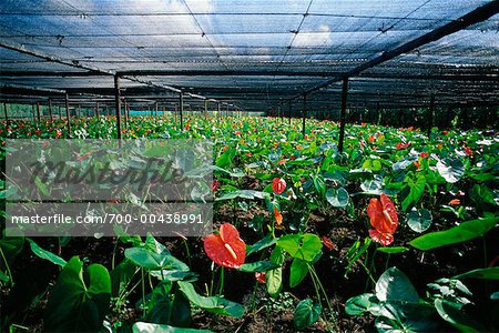 Anthurium Flowers in Greenhouse