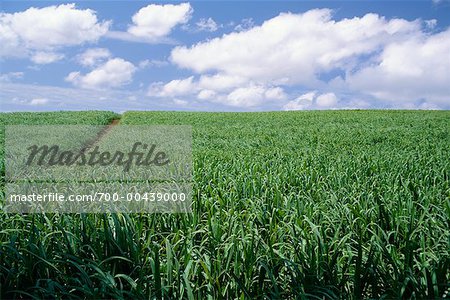Field of Sugarcane, Mauritius