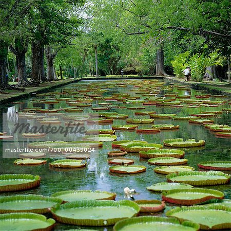Water Lilies in Pamplemousses Botanical Gardens, Mauritius