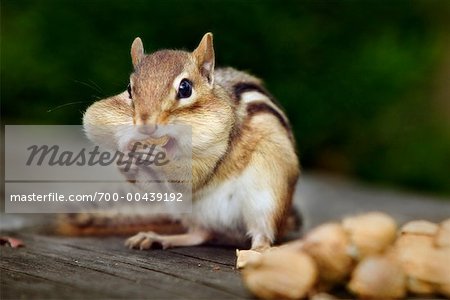 Chipmunk Collecting Peanuts