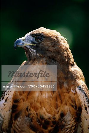 Red-Tailed Hawk, Botanical Gardens, Stanley Park, Vancouver, British Columbia, Canada