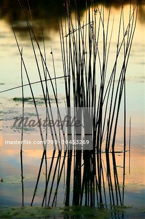 Reeds in Water