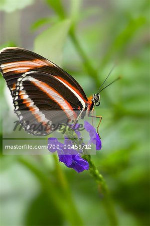 Banded Orange Butterfly on Flower