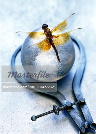 Dragonfly, Silver Ball and Callipers Dragonfly, Silver Ball and Callipers