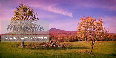 Trees in Field, Pinnacle Mountain In Background, Frelighsburg, Quebec
