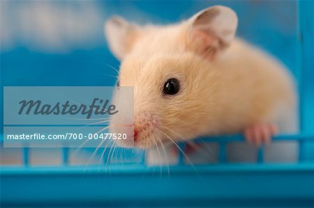 Fluffy syrian hamster close up face Stock Photo