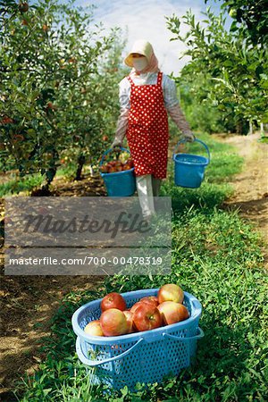 Apple Harvesting