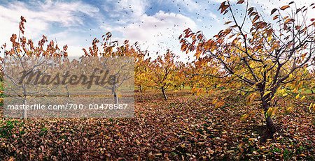 Fruit Orchard in Autumn, St. Catharines, Ontario, Canada