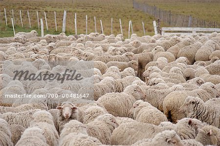 The Merino Wool Farms, Argentina