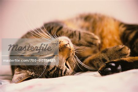 Sleeping Cat