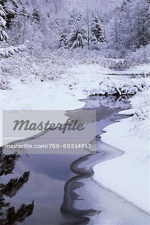 Beaver Dam in Forest