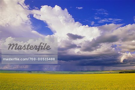 Canola Field and Storm Clouds, Linden, Alberta, Canada