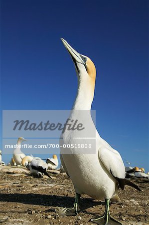 Gannets, Cape Kidnappers, Hawke's Bay, New Zealand