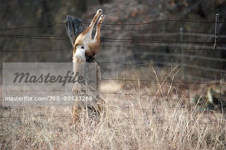 Dead Coyote Hanging from Barbed Wire