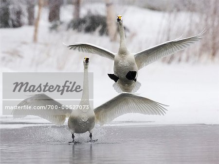 Swans Landing on Lake, Lake Kuccharo, Hokkaido, Japan
