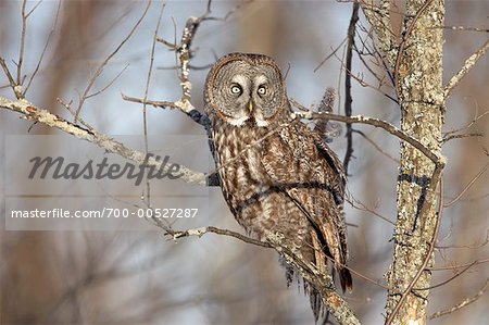 Great Gray Owl, Ontario, Canada