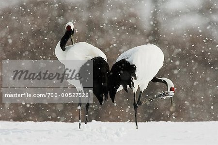 Red Crowned Crane