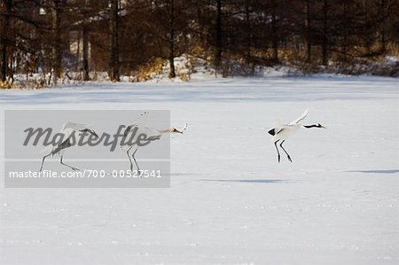 Red Crowned Crane Taking Off