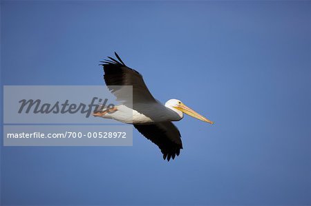 White Pelican in Flight, Ding Darling Wildlife Refuge, Sanibel Island, Florida, USA