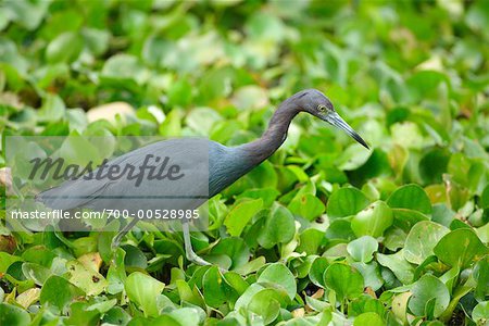 Little Blue Heron