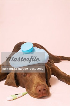 Dog Thermometer Royalty-Free Images, Stock Photos & Pictures