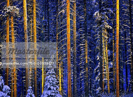 Trees, Jasper National Park, Alberta, Canada