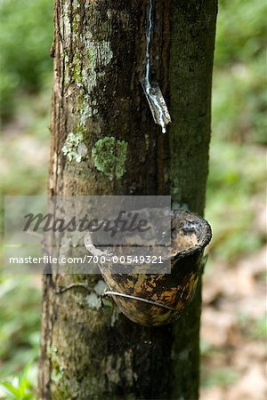 Dripping Sap from Rubber Tree