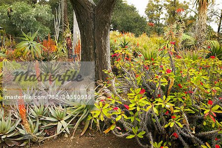 Huntington Botanical Garden Pasadena California Usa Stock