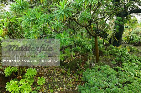 Huntington Botanical Garden Pasadena California Usa Stock