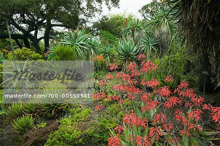 Huntington Botanical Garden Pasadena California Usa Stock