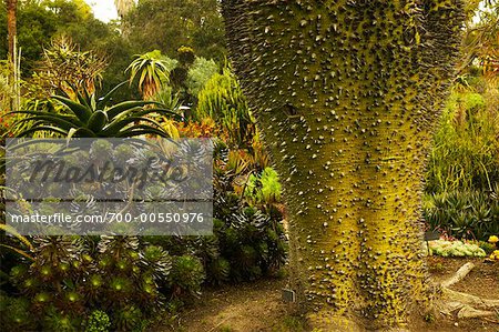 Silk Floss Tree, Huntington Botanical Garden, Pasadena, California, USA