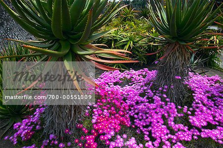 Aloe Plants Huntington Botanical Garden Pasadena California