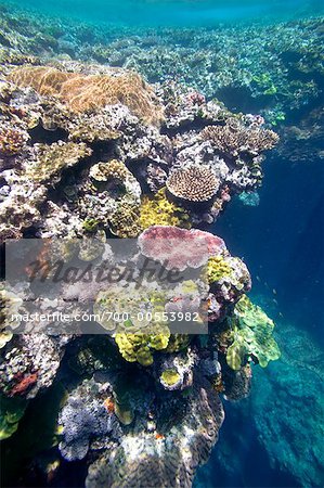 Coral Reef Off Tanna Evergreen Bungalows, Tanna, Vanuatu