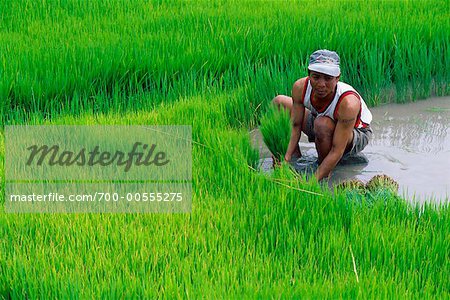 Man Working at Rice Paddy, Ilocos Norte, Philippines
