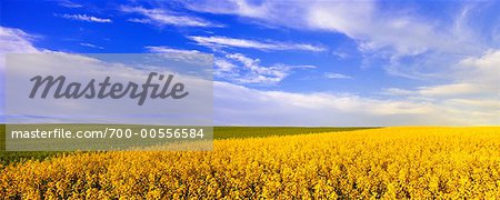 Canola and Wheat Fields, Crossfield, Alberta, Canada