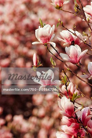 Magnolia Blossom