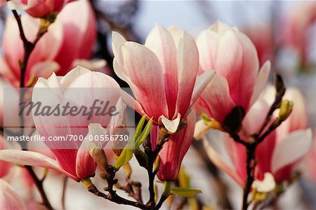 Magnolia Blossoms