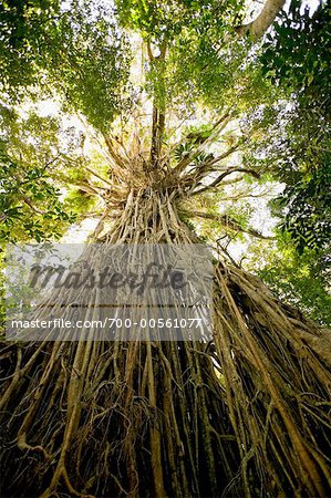 Curtain Fig Tree, The Atherton Tablelands, Near Yungaburra, Queensland, Australia