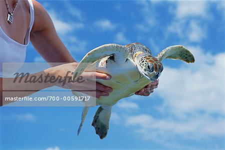 Sea Turtle in Woman's Hands, Grand Cayman, Cayman Islands