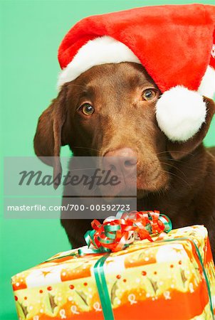 Portrait of Dog With Santa Hat And Christmas Gifts