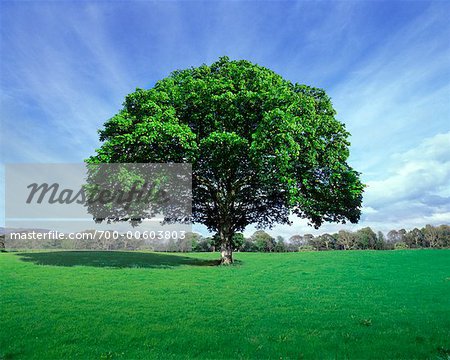 Large Maple Tree in Field