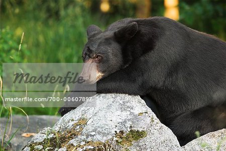 Portrait of Black Bear, Northern Minnesota, USA