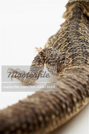 Rear-View of Bearded Dragon Lizard