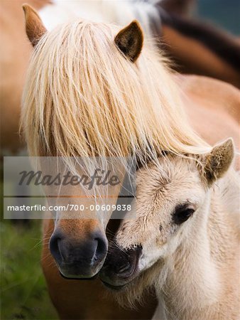 Icelandic Horses