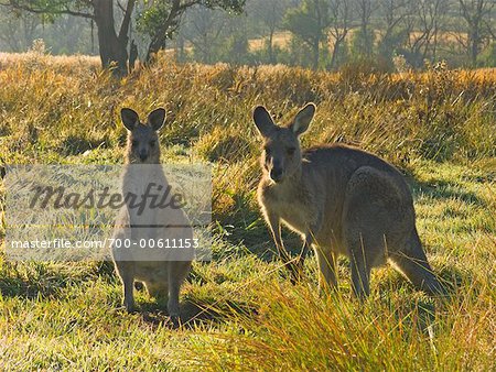 Eastern Grey Kangaroos, Geehi, Kosciuszko National Park, New South Wales, Australia