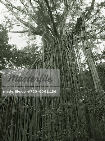 Curtain Fig Tree, Yungaburra, Atherton Tableland, Queensland, Australia