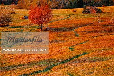 Fall Meadow, Shamper's Bluff, New Brunswick, Canada