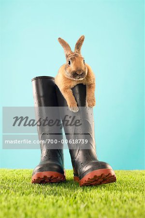 Bunny boots hi-res stock photography and images - Alamy